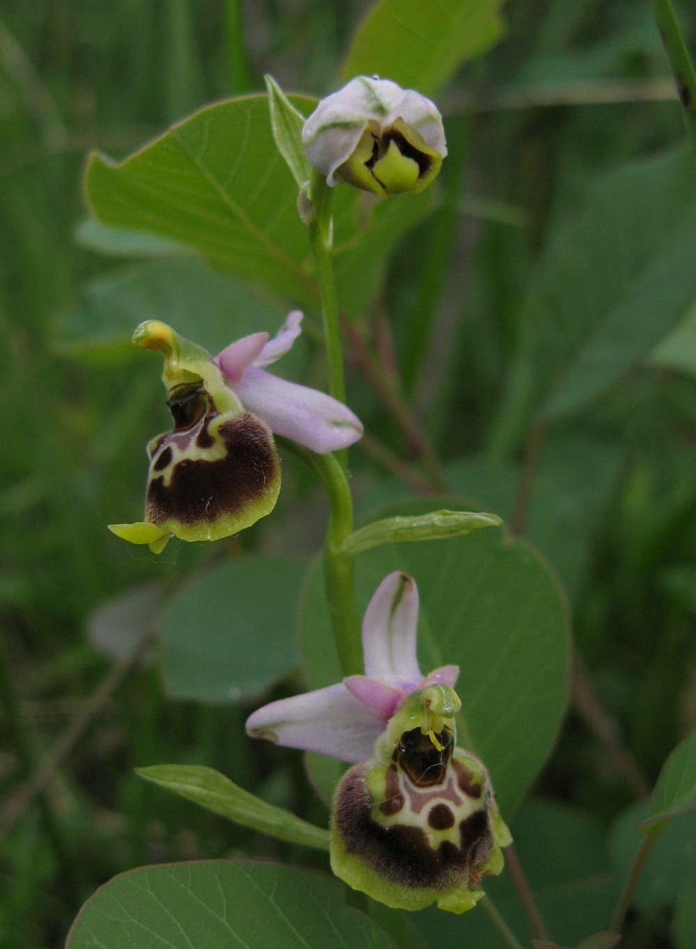 Variabilit di Ophrys fuciflora